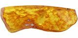 Rare Fossil Centipede (Chilopoda) In Baltic Amber #48250-3